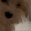 TikTok Virales Infaltables 9