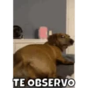 Firulais🐶 8