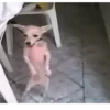 MEMES E DEBOCHE 😂 13
