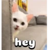Cute Cats 😻😻 12