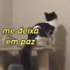 Gatíneos 🐈 9