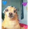Simon perro bailarin 16