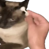 Virales TikTok 🐾🐱 5