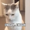 Shy shy cat 9
