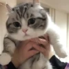 Gatitos Cute Animados 6