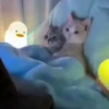 Gatitos Cute Animados 8