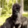 Animals Funny Meme 9