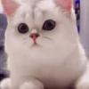 Gato Branco com Bico