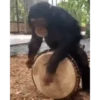 MONKEY FLIP 11
