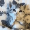 Michis Para ti 💫😻🐾 7