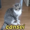 Gatíneos 🐈 8
