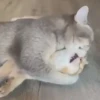 Gatitos Cute Animados 18