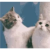 Gatitos cute 7