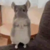 🌈 Animaditos Random 8 🤭 9