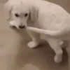 Animal 15