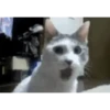 тик ток щенки 8