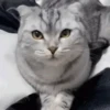 Funny Cats 11