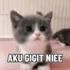 Shy shy cat 8