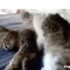 GIFs Amorzin 🫶🏻 25