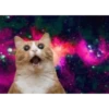 Gatitos cute 9