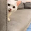 Shy shy cat 6