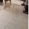 Animal Shiba Cute 9