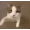 Cute Cats 😻😻 11