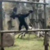MONKEY FLIP 5