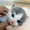 Gatitos Cute Animados 12