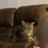 Funny Reactions  8