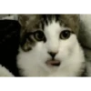 Gatitos cute 12