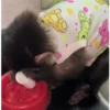 🐒 aquela do macaquinho 17