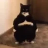Cute Cats 😻😻 14