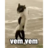 SÓ GATINHOS 🐈 11