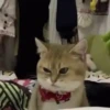 Funny Cats 10