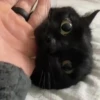 Gatitos Cute Animados 11