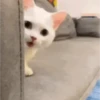 Gato Curioso Espreitando