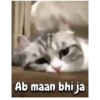 Cute Cats 😻😻 15