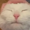 Gatitos Cute Animados 19
