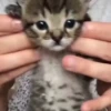 Gatitos Cute Animados 5