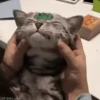 Gato com Bochechas Infladas