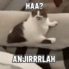 Shy shy cat 15