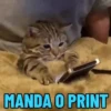 REAJA COM GATINHOS 😸🐈 12