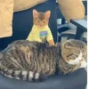 😻 Esse gatinho vc ainda ñ tem 11