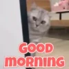 Cute Cats 😻😻 10