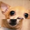 Simon perro bailarin 6