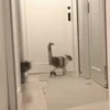 Funny Cats 5