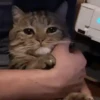 тик ток щенки 11
