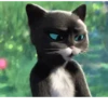 Cats 10