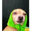 Simon perro bailarin 17